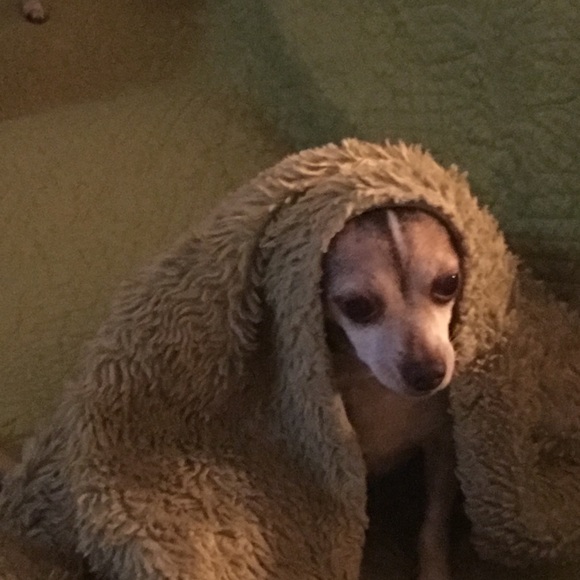 Meet your Posher, Bruce - Picture 9 of 12